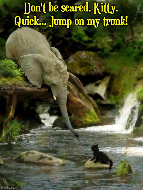 Elephants will never forget you, even if you're a selfish cat. | Don't be scared, Kitty.
Quick... Jump on my trunk! | image tagged in vince vance,elephants,cats,rescue,funny,memes | made w/ Imgflip meme maker