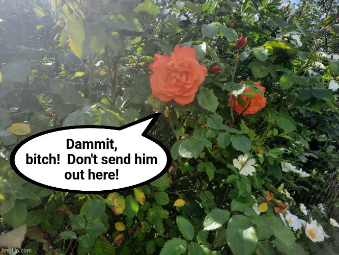 rose garden | Dammit,
bitch!  Don't send him
out here! | image tagged in rose garden | made w/ Imgflip meme maker