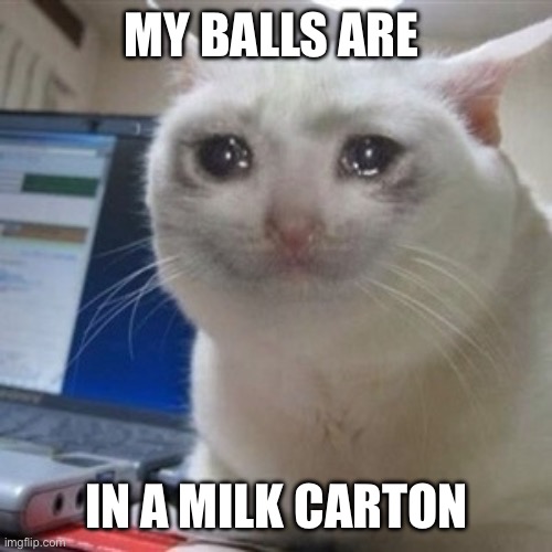 Crying cat | MY BALLS ARE; IN A MILK CARTON | image tagged in crying cat | made w/ Imgflip meme maker