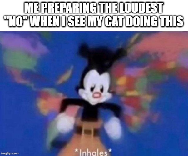 ME PREPARING THE LOUDEST "NO" WHEN I SEE MY CAT DOING THIS | made w/ Imgflip meme maker