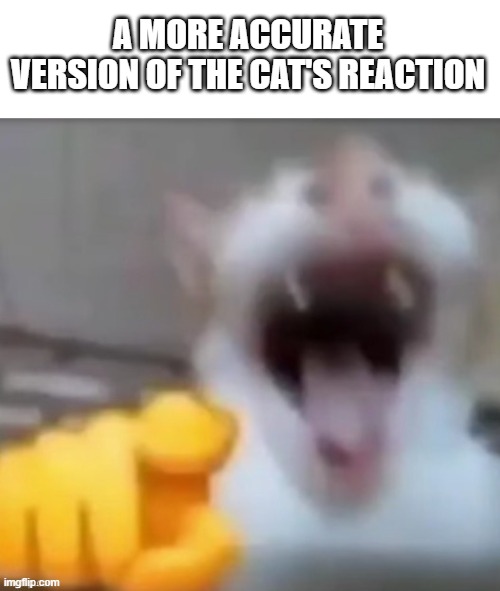 A MORE ACCURATE VERSION OF THE CAT'S REACTION | made w/ Imgflip meme maker