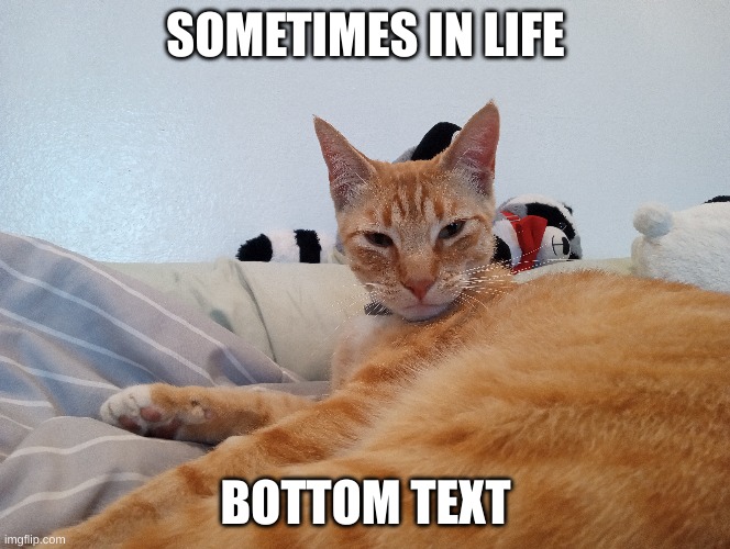 Sometimes in life, don't give advice | SOMETIMES IN LIFE; BOTTOM TEXT | image tagged in cats,bottom text | made w/ Imgflip meme maker