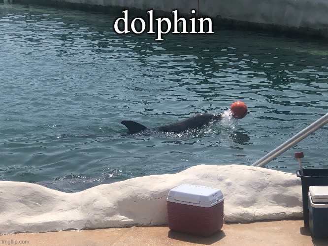 dolphin | made w/ Imgflip meme maker