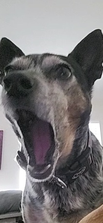 High Quality Shocked dog Blank Meme Template