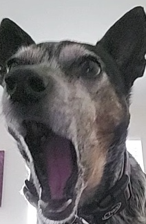 High Quality Shocked dog 2.0 Blank Meme Template