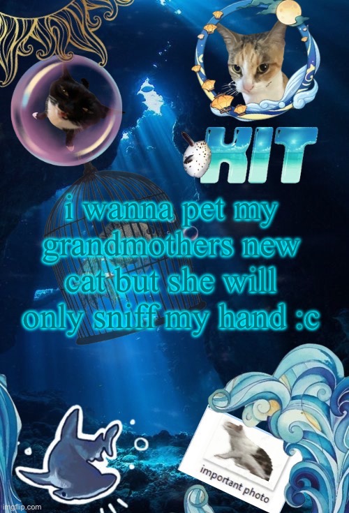 silly announcement template by asriel | i wanna pet my grandmothers new cat but she will only sniff my hand :c | image tagged in silly announcement template by asriel | made w/ Imgflip meme maker