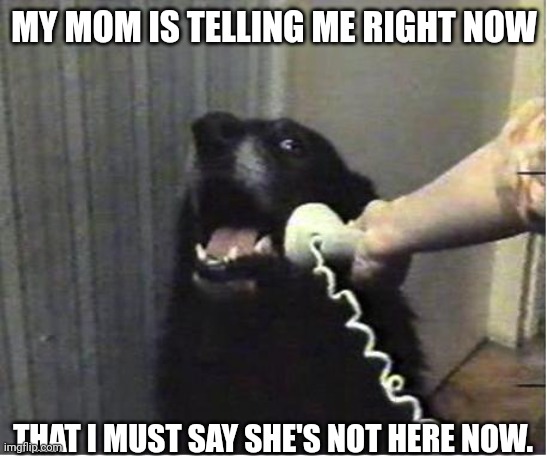 Yes this is dog | MY MOM IS TELLING ME RIGHT NOW; THAT I MUST SAY SHE'S NOT HERE NOW. | image tagged in yes this is dog | made w/ Imgflip meme maker