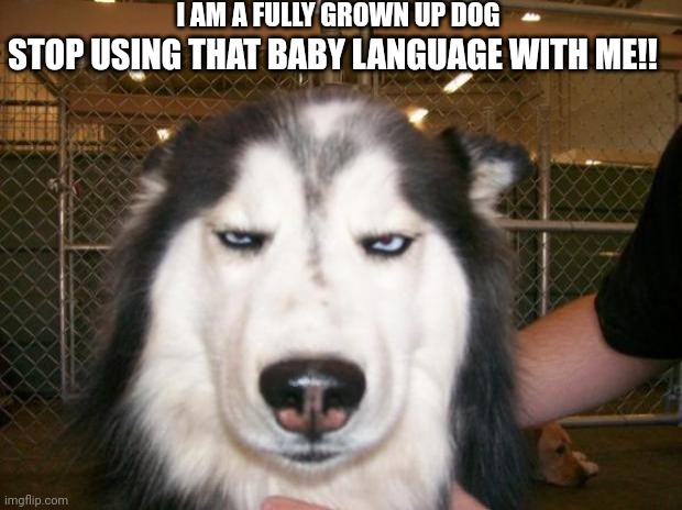 Annoyed Dog | I AM A FULLY GROWN UP DOG; STOP USING THAT BABY LANGUAGE WITH ME!! | image tagged in annoyed dog | made w/ Imgflip meme maker