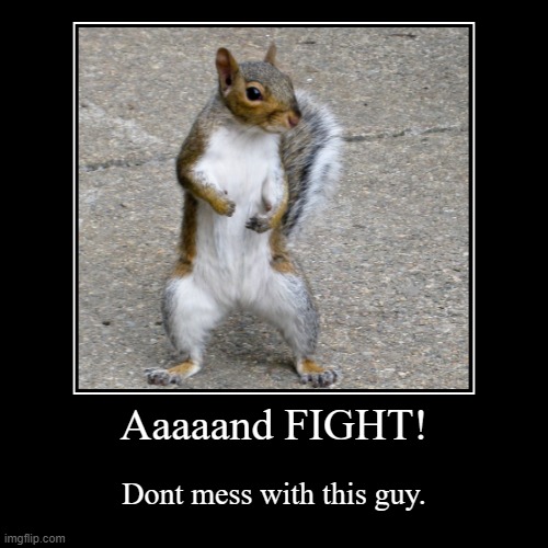Fight Squirrel | Aaaaand FIGHT! | Dont mess with this guy. | image tagged in funny,demotivationals,squirrel | made w/ Imgflip demotivational maker