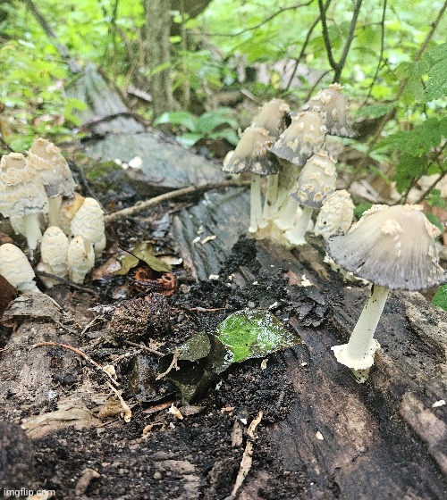 A LITTLE MUSHROOM FOREST | image tagged in mushroom,forest,mushrooms,nature | made w/ Imgflip meme maker