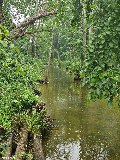 KAYAKING DOWN THIS BEAUTIFUL RIVER | image tagged in kayak,river,forest,nature | made w/ Imgflip meme maker