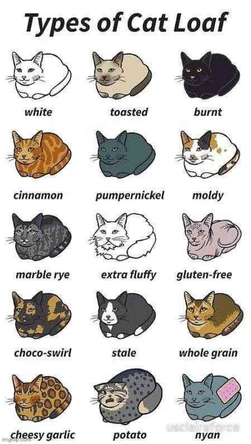 Types of Cat Bread | image tagged in hi | made w/ Imgflip meme maker