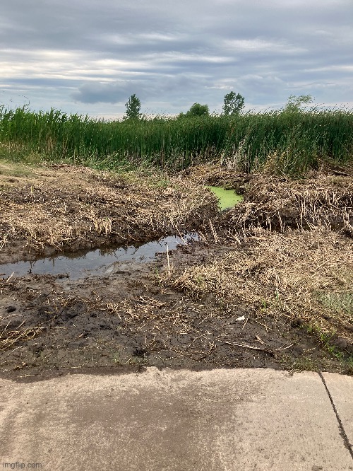 A swamp area near my house after the floods | made w/ Imgflip meme maker