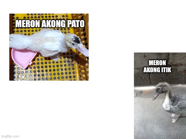 Ang itik at pato | MERON AKONG PATO; MERON AKONG ITIK | image tagged in itik pinas,pato,bibe,gansa,swense | made w/ Imgflip meme maker