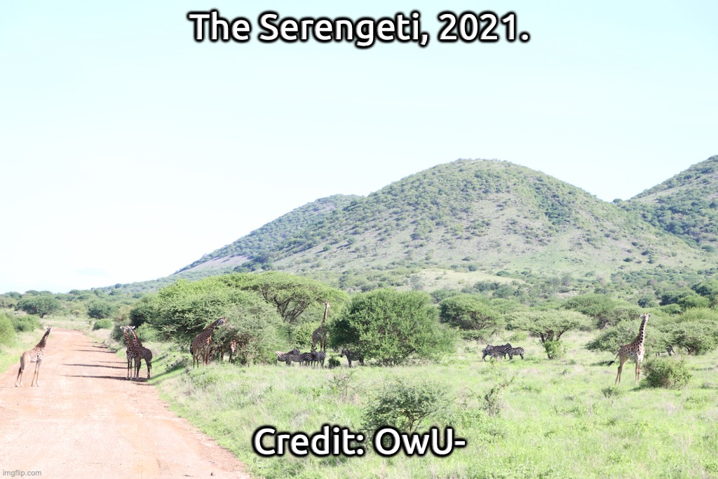 the memories!!!! | The Serengeti, 2021. Credit: OwU- | image tagged in -,_,--,---,___,-_- | made w/ Imgflip meme maker