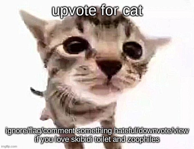 katt | upvote for cat; ignore/flag/comment something hateful/downvote/view if you love skibidi toilet and zoophiles | image tagged in katt,memes,funny,cats,upvotes,upvote | made w/ Imgflip meme maker