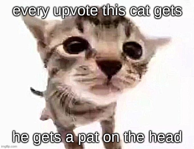 katt | every upvote this cat gets; he gets a pat on the head | image tagged in katt,cats,memes,upvotes,upvote,ragebait | made w/ Imgflip meme maker