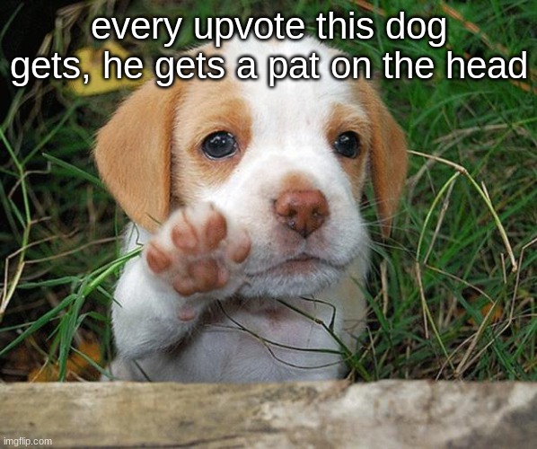 . | every upvote this dog gets, he gets a pat on the head | image tagged in dog puppy bye,memes,dogs,ragebait,upvotes,upvote | made w/ Imgflip meme maker