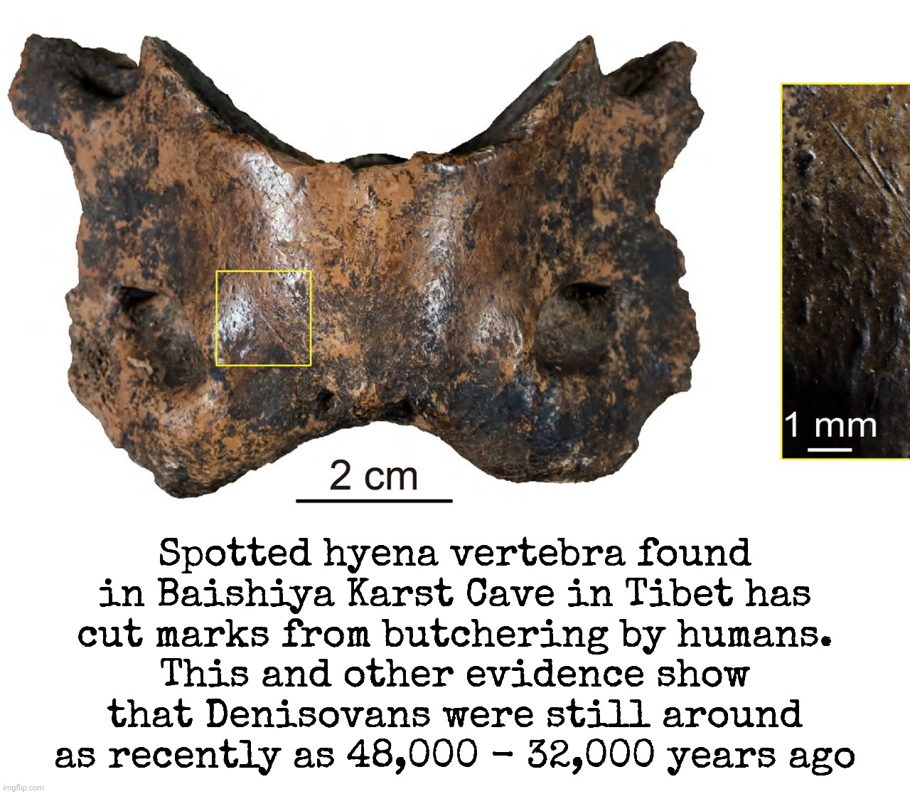 Denisovans were living on the Tibetan plateau surprisingly Denisovans living on Tibetan plateau as recently as 48,000 - 32,000ya | Spotted hyena vertebra found in Baishiya Karst Cave in Tibet has
cut marks from butchering by humans.
This and other evidence show that Denisovans were still around as recently as 48,000 - 32,000 years ago | image tagged in denisovans | made w/ Imgflip meme maker