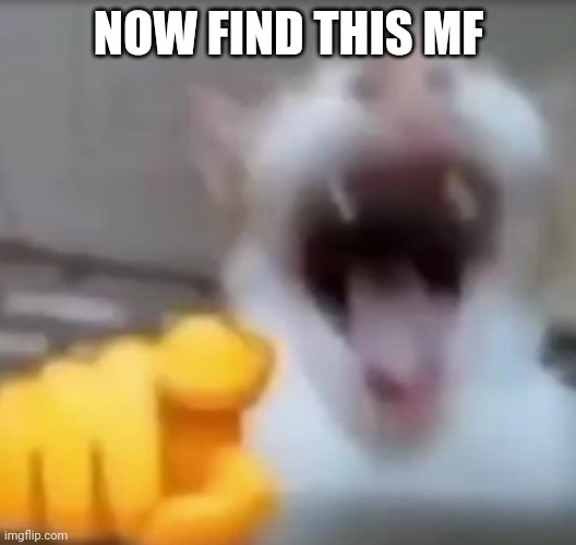 Cat pointing and laughing | NOW FIND THIS MF | image tagged in cat pointing and laughing | made w/ Imgflip meme maker