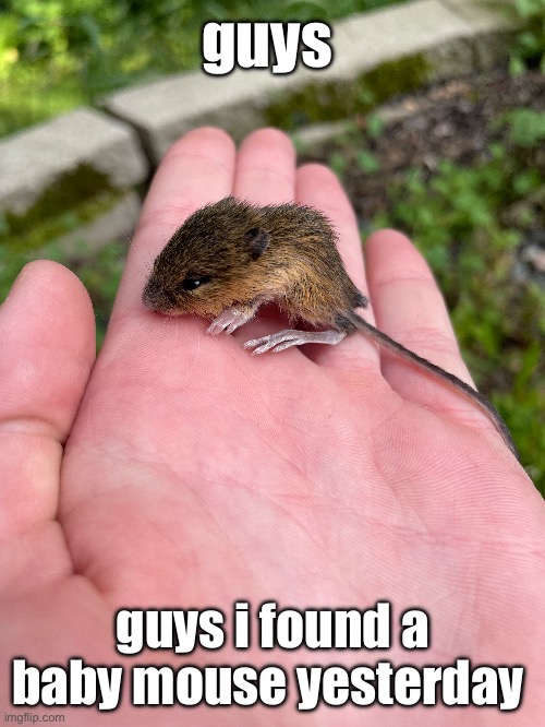 guys; guys i found a baby mouse yesterday | made w/ Imgflip meme maker