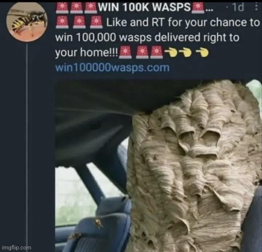 wasp | made w/ Imgflip meme maker