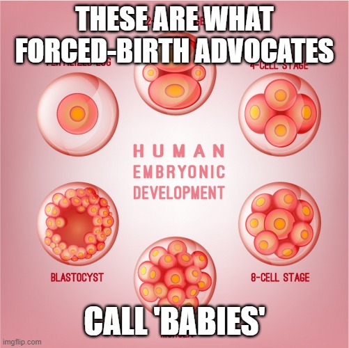 Human embryonic development | THESE ARE WHAT FORCED-BIRTH ADVOCATES CALL 'BABIES' | image tagged in human embryonic development | made w/ Imgflip meme maker