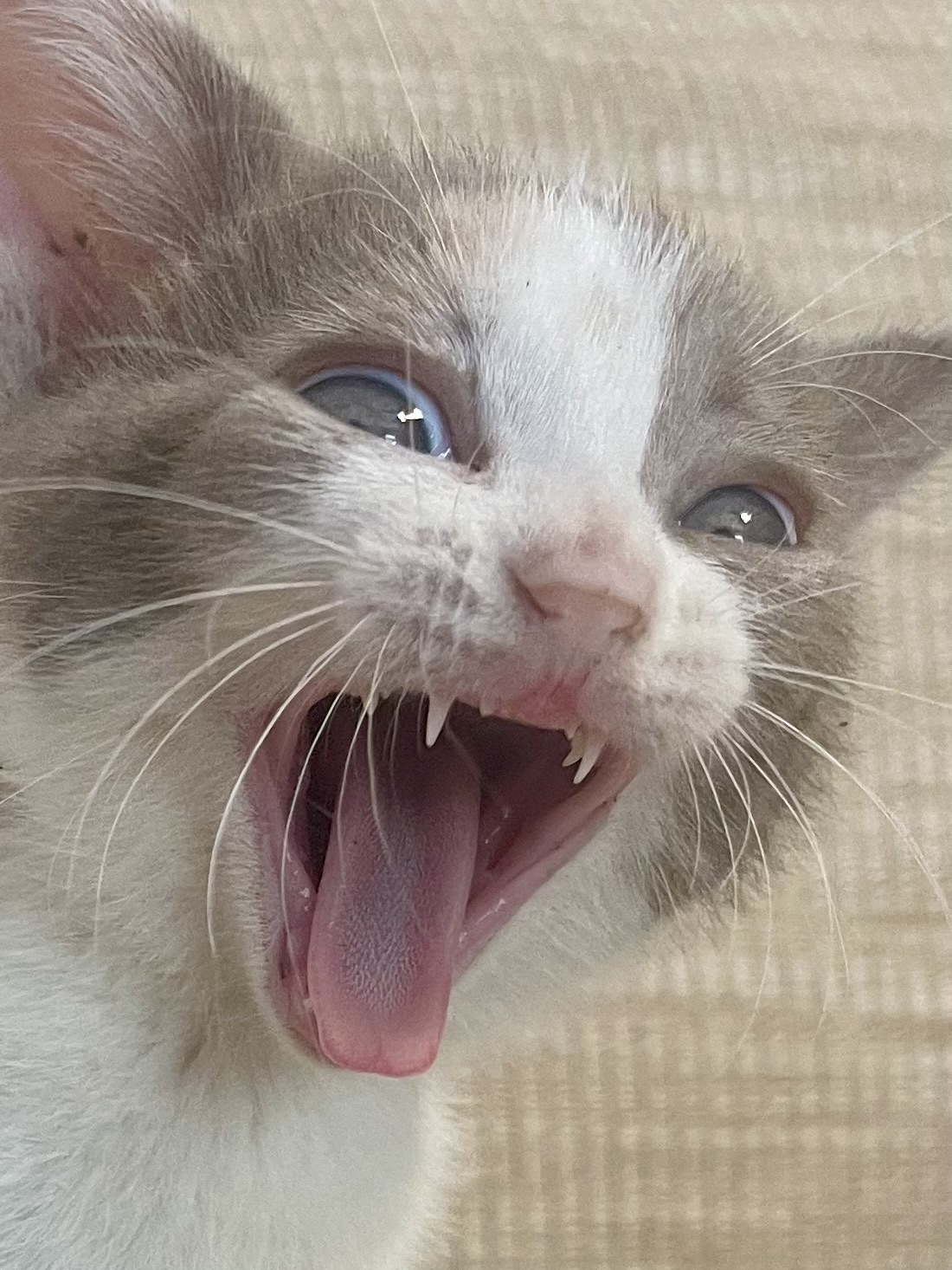 Kitten laugh Blank Meme Template