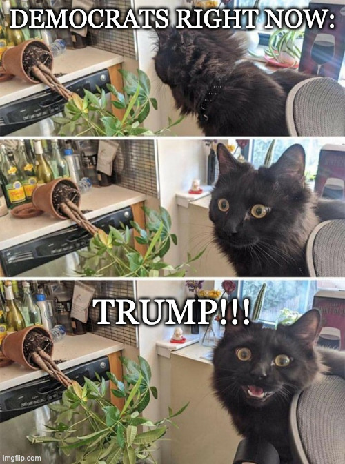 Democrats think we're stupid | DEMOCRATS RIGHT NOW:; TRUMP!!! | image tagged in guilty cat,democrats,biden,trump | made w/ Imgflip meme maker