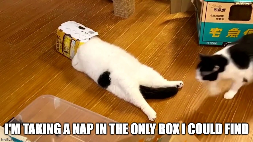 memes by Brad - My cat takes a nap in the only box he could find | I'M TAKING A NAP IN THE ONLY BOX I COULD FIND | image tagged in funny,cats,funny cat memes,kitten,humor,cute kitten | made w/ Imgflip meme maker