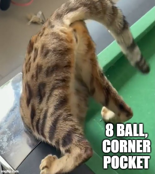 memes by Brad - My cat is looking for the billiards ball in the pocket | 8 BALL, CORNER POCKET | image tagged in funny,cats,funny cat memes,kitten,humor,cute kitten | made w/ Imgflip meme maker