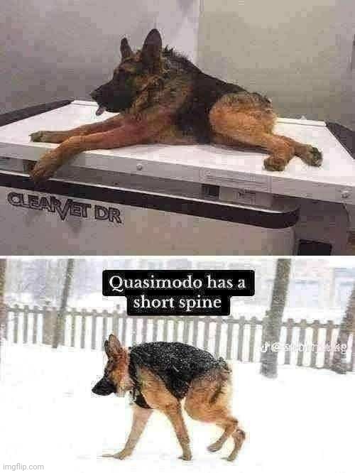 bro got a dog off wish | made w/ Imgflip meme maker