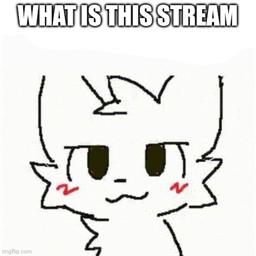 boykisser | WHAT IS THIS STREAM | image tagged in boykisser | made w/ Imgflip meme maker