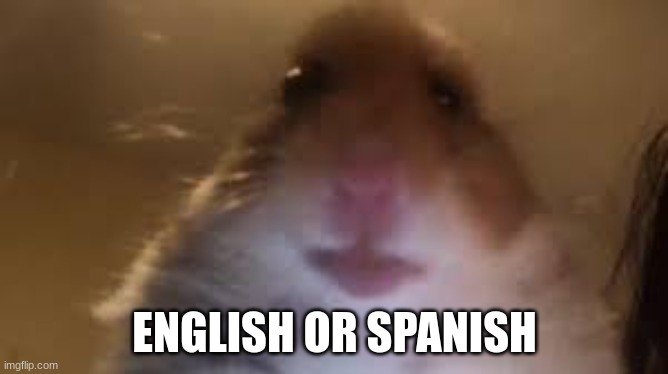 facetime hamster | ENGLISH OR SPANISH | image tagged in facetime hamster | made w/ Imgflip meme maker