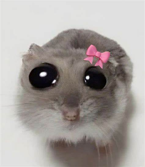 High Quality Cute Rat With a bow Blank Meme Template