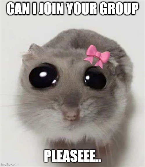 Cute Rat With a bow | CAN I JOIN YOUR GROUP; PLEASEEE.. | image tagged in cute rat with a bow | made w/ Imgflip meme maker