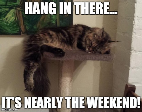 HANG IN THERE... IT'S NEARLY THE WEEKEND! | image tagged in no job cat | made w/ Imgflip meme maker