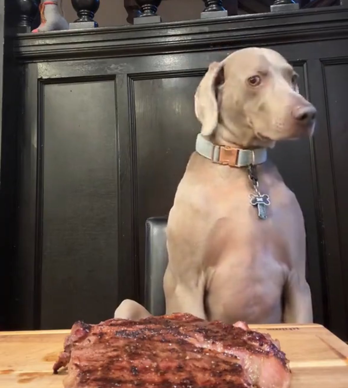 High Quality Dog and steak Blank Meme Template