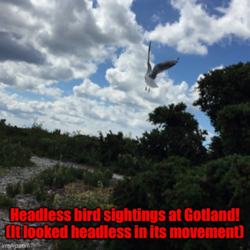 It sure is fun sometimes to take pictures. | Headless bird sightings at Gotland!
(It looked headless in its movement) | made w/ Imgflip meme maker