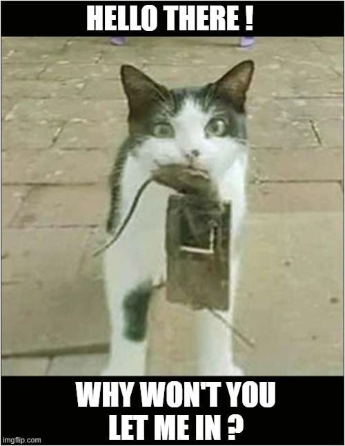 The Hunter Returns ! | HELLO THERE ! WHY WON'T YOU
LET ME IN ? | image tagged in cats,mouse trap,no entry | made w/ Imgflip meme maker