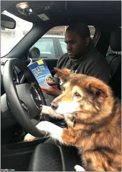 Now That's An Ambitious Book ! | image tagged in dogs,book,teaching,driving | made w/ Imgflip meme maker