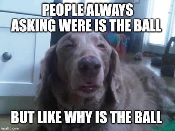 High Dog Meme | PEOPLE ALWAYS ASKING WERE IS THE BALL; BUT LIKE WHY IS THE BALL | image tagged in memes,high dog | made w/ Imgflip meme maker