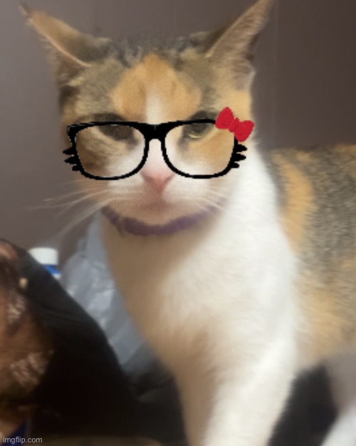 love randomly using filters on my cat | made w/ Imgflip meme maker