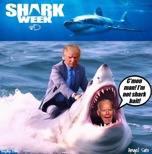 Trump rides shark that took Biden for shark bait | Angel Soto | image tagged in trump rides shark that ate biden,donald trump,joe biden,shark week,c'mon man,trump vs biden | made w/ Imgflip meme maker