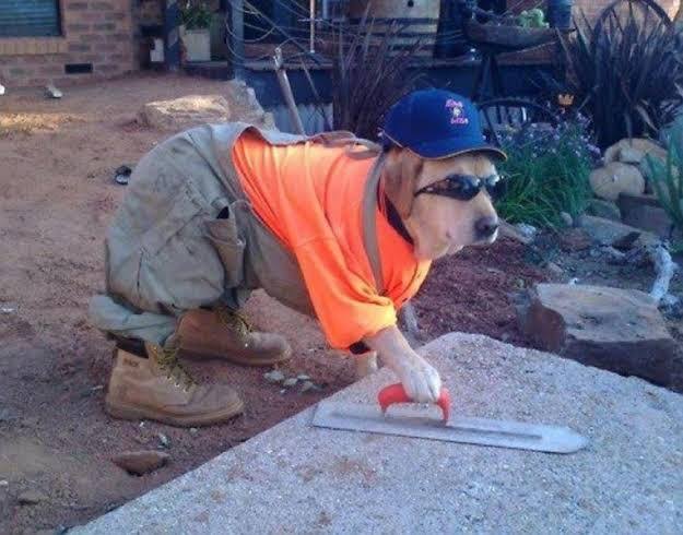 Tradie dog Blank Meme Template