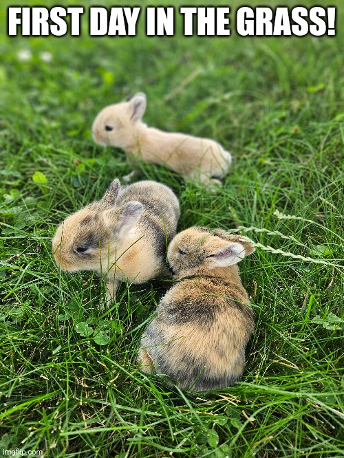 MY LITTLE BUNNIES IN THE GRASS | FIRST DAY IN THE GRASS! | image tagged in bunnies,rabbits,bunny | made w/ Imgflip meme maker
