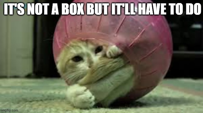 memes by Brad - My cat couldn't find a box so she used this | IT'S NOT A BOX BUT IT'LL HAVE TO DO | image tagged in funny,cats,funny cat memes,kitten,humor,cute kitten | made w/ Imgflip meme maker