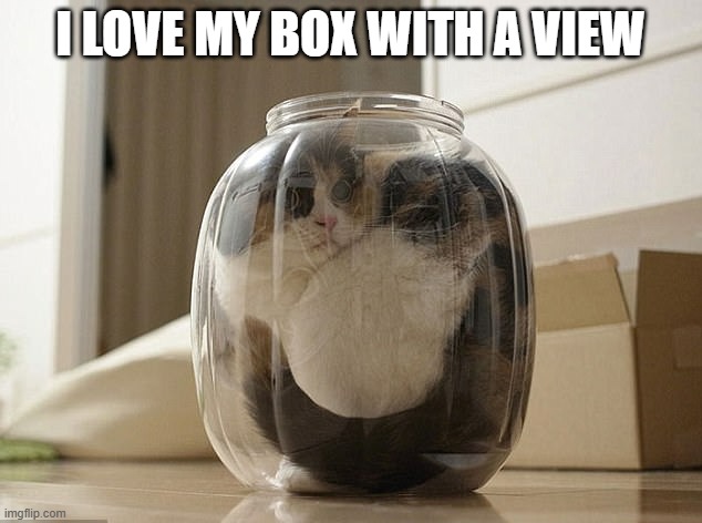 memes by Brad - My cat loves his "box" with a view | I LOVE MY BOX WITH A VIEW | image tagged in funny,fun,funny cat memes,kitten,humor,cute kitten | made w/ Imgflip meme maker