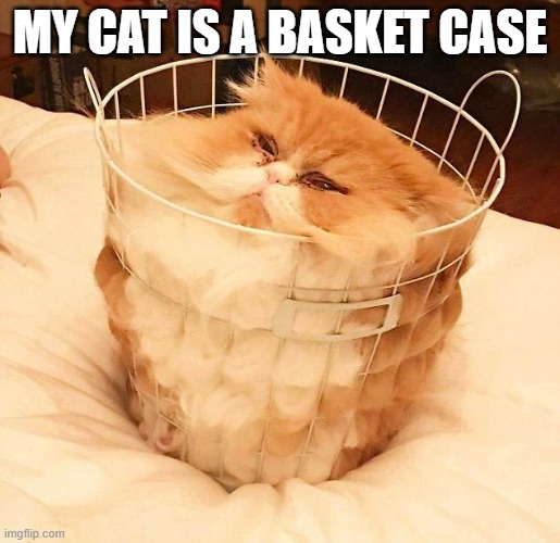 memes by Brad - My cat is a "basket case". | MY CAT IS A BASKET CASE | image tagged in funny,cats,funny cat memes,kitten,humor,cute kitten | made w/ Imgflip meme maker