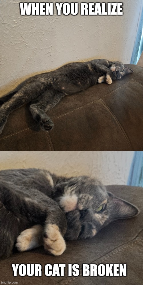 SHE'S SLEEPING WITH ONE EYE OPEN | WHEN YOU REALIZE; YOUR CAT IS BROKEN | image tagged in cats,funny cats | made w/ Imgflip meme maker
